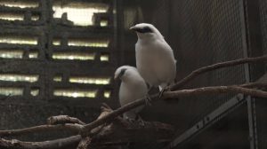 Kahati-slider-fauna-04.jpg